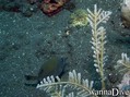 scuba diving photo