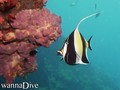 scuba diving photo