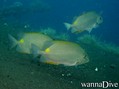 scuba diving photo