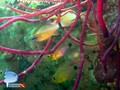 scuba diving photo