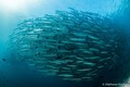 scuba diving photo