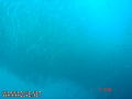 scuba diving photo