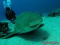 scuba diving photo