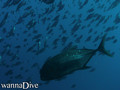 scuba diving photo