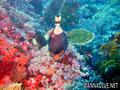 scuba diving photo