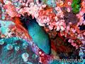 scuba diving photo
