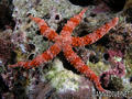 scuba diving photo