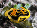 scuba diving photo