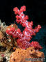 scuba diving photo