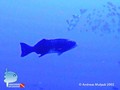 scuba diving photo