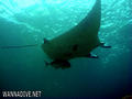 scuba diving photo