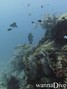 scuba diving photo