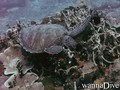 scuba diving photo
