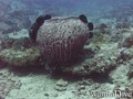 scuba diving photo