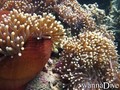 scuba diving photo