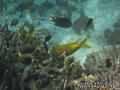 scuba diving photo