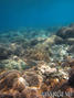 scuba diving photo