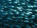 scuba diving photo