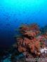 scuba diving photo