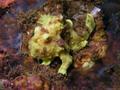 scuba diving photo
