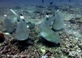 scuba diving photo