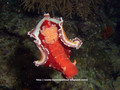 scuba diving photo