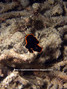 scuba diving photo