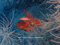 scuba diving photo