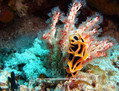 scuba diving photo