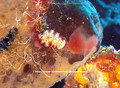 scuba diving photo