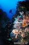scuba diving photo