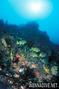scuba diving photo