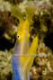 scuba diving photo