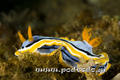 scuba diving photo