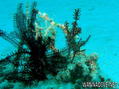 scuba diving photo