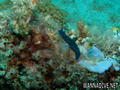 scuba diving photo