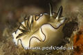 scuba diving photo