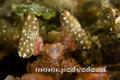 scuba diving photo