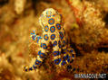 scuba diving photo