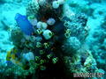 scuba diving photo