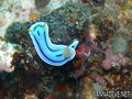 scuba diving photo