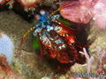 scuba diving photo