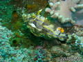 scuba diving photo
