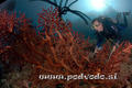 scuba diving photo