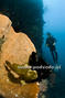 scuba diving photo