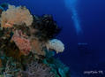 scuba diving photo