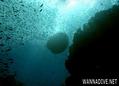 scuba diving photo