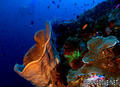 scuba diving photo