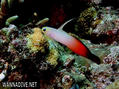 scuba diving photo