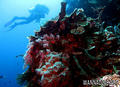 scuba diving photo